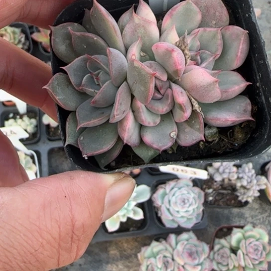 68玫瑰夫人锦多肉植物多