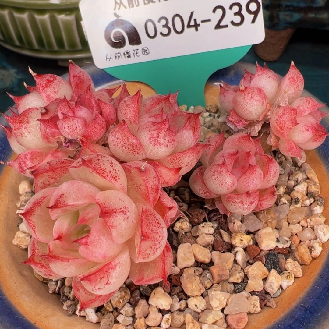 从前慢多肉精选编号0304.239