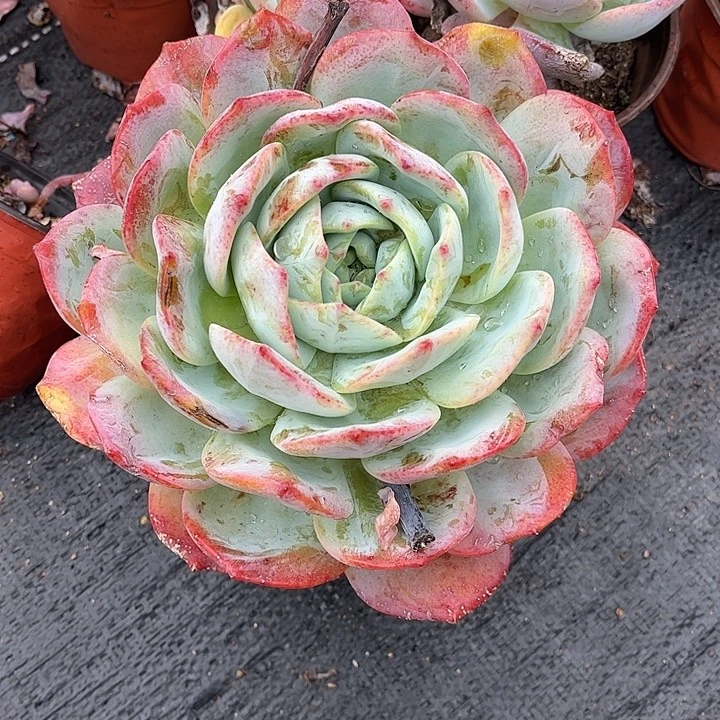 迎***夏凤橙大单头，一物一拍