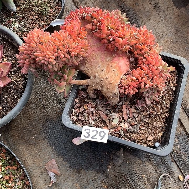 329缀化 一物一拍多肉