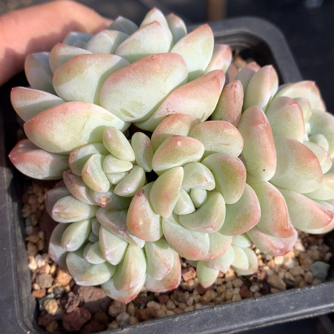 0124-44 冰玉捧花