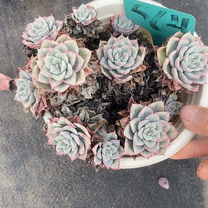 两单包邮，一物一拍564月亮仙子