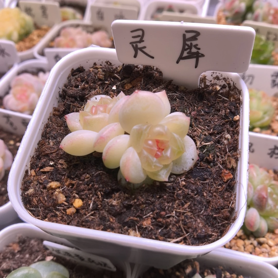 灵犀多肉一物一拍