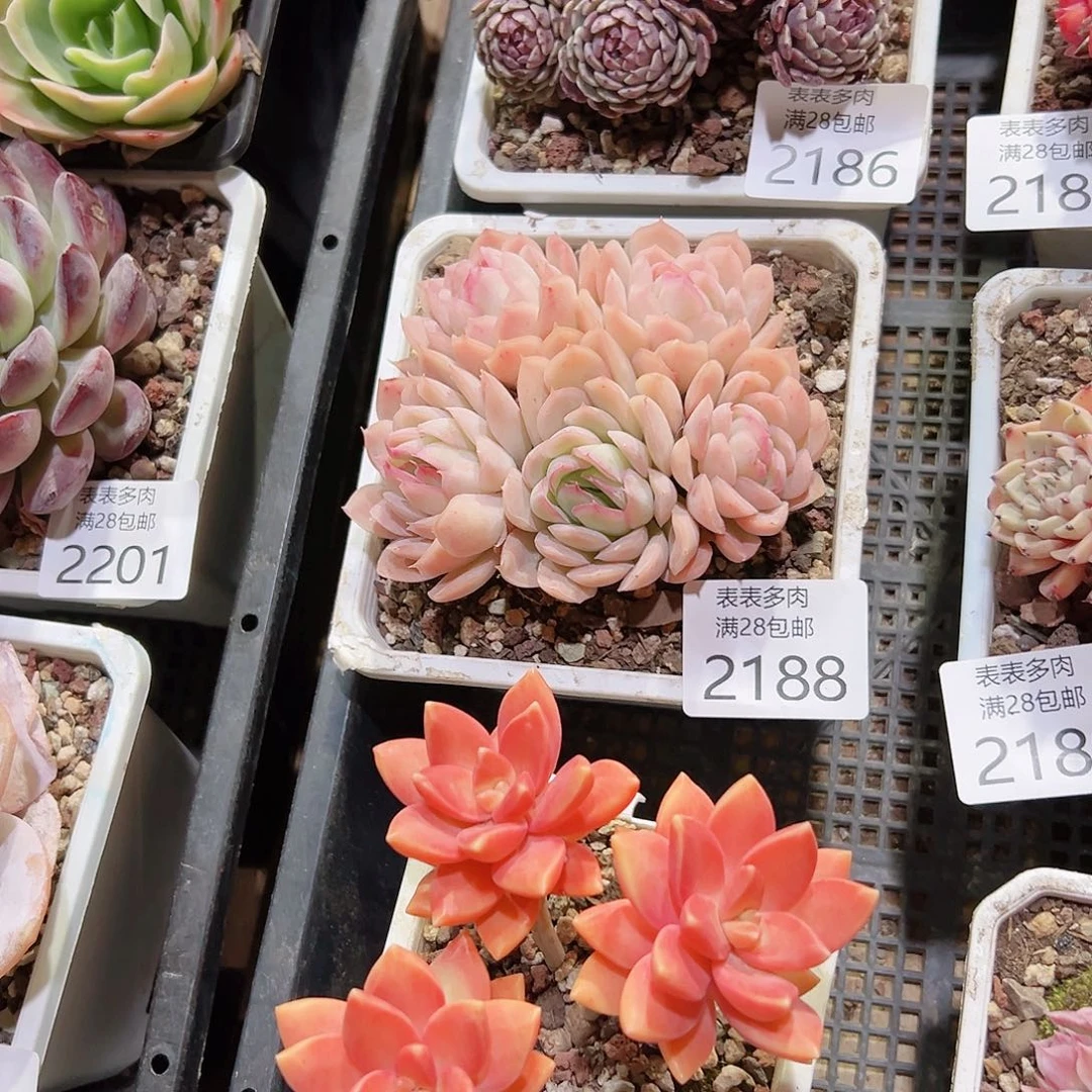 十**到多肉一物一拍2188