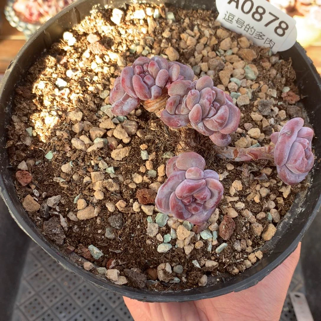 A0878 突尼斯老桩自然群 飘枝 9cm