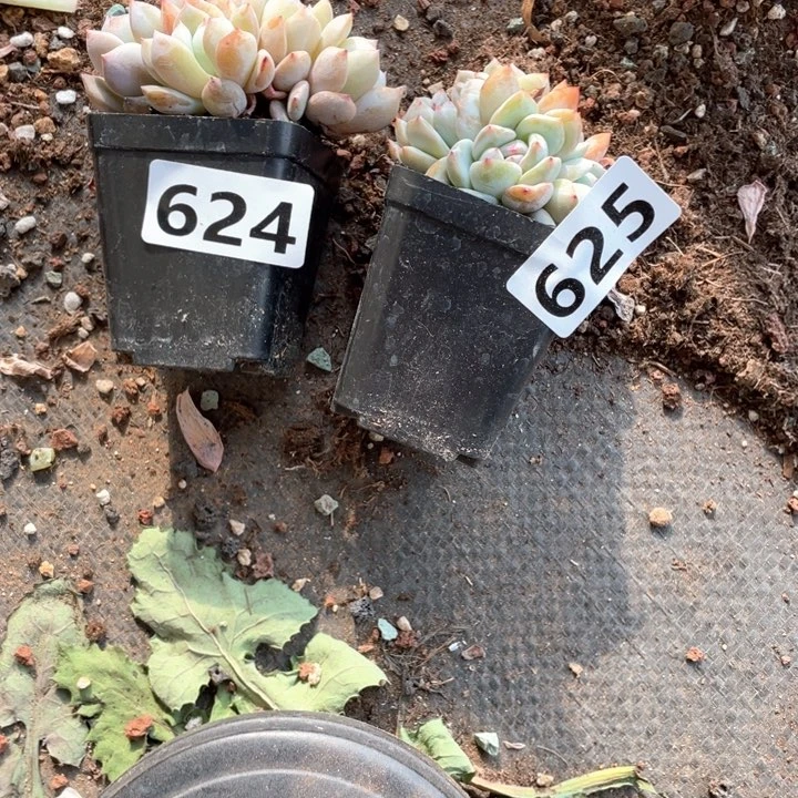 鱼***游多肉植物一物一拍