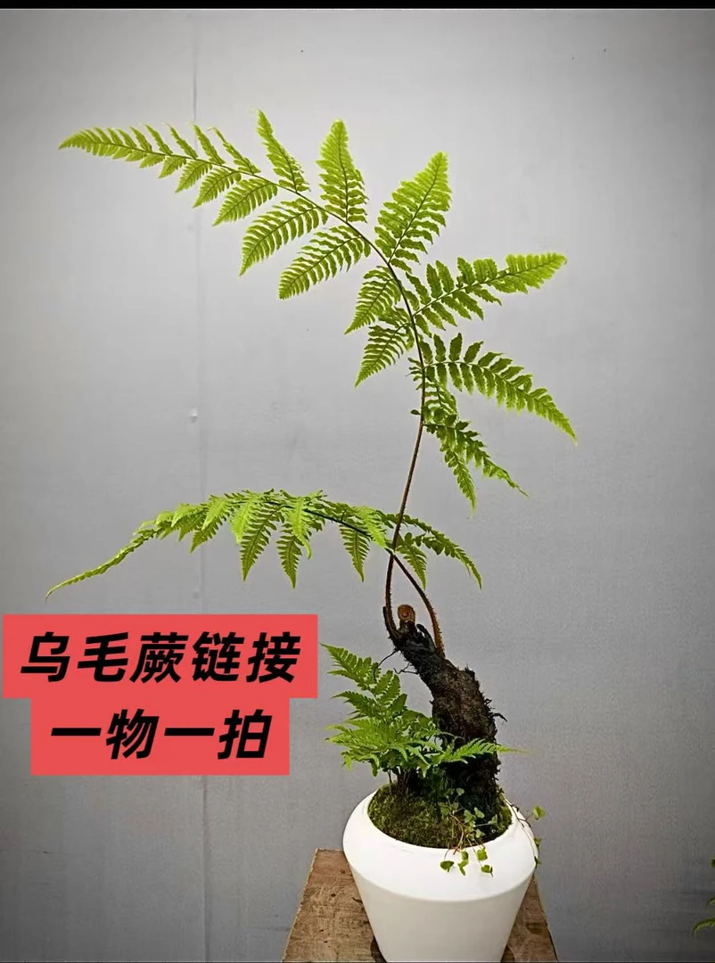 室内乌毛鳞蕨禅意绿植好养易活不含盆一物一拍