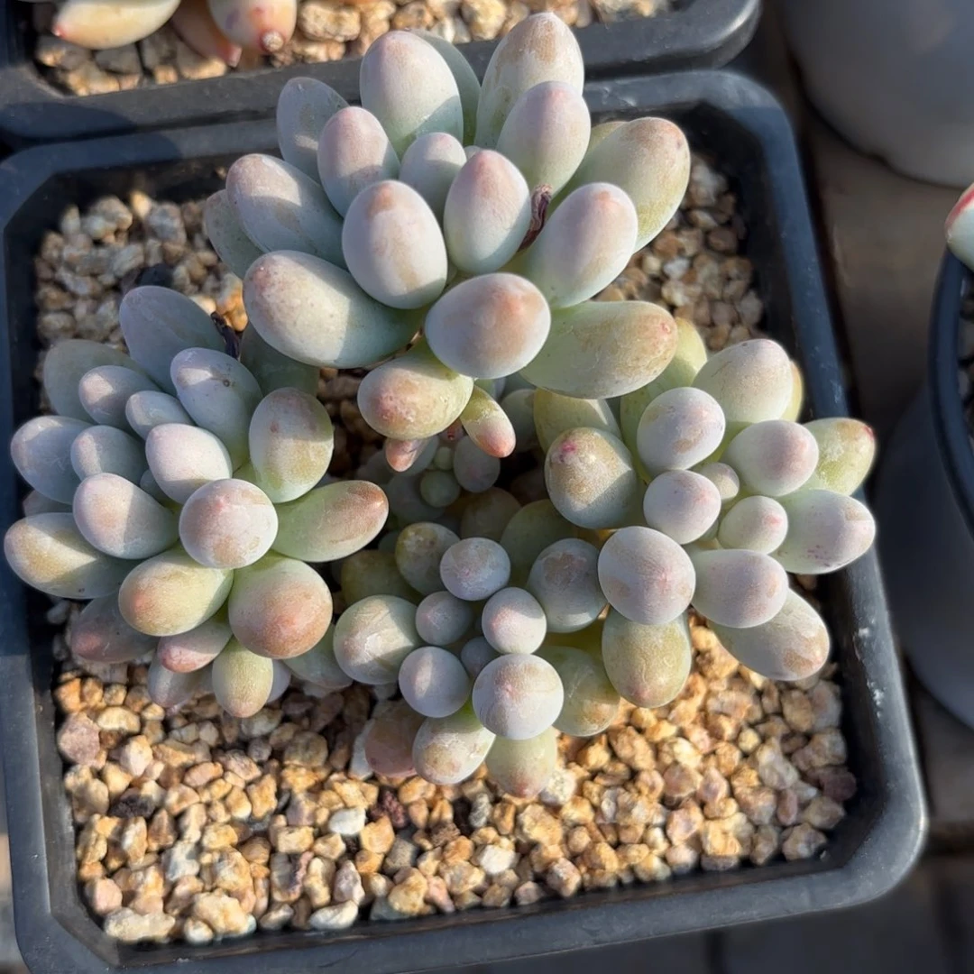 全部花朵桃花奶11111