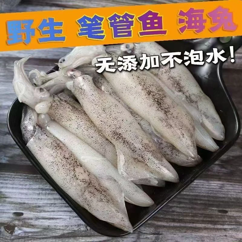 海捕新鲜深海笔管海兔 籽乌 小鱿鱼  大笔管 小鱿鱼 灯管海捕