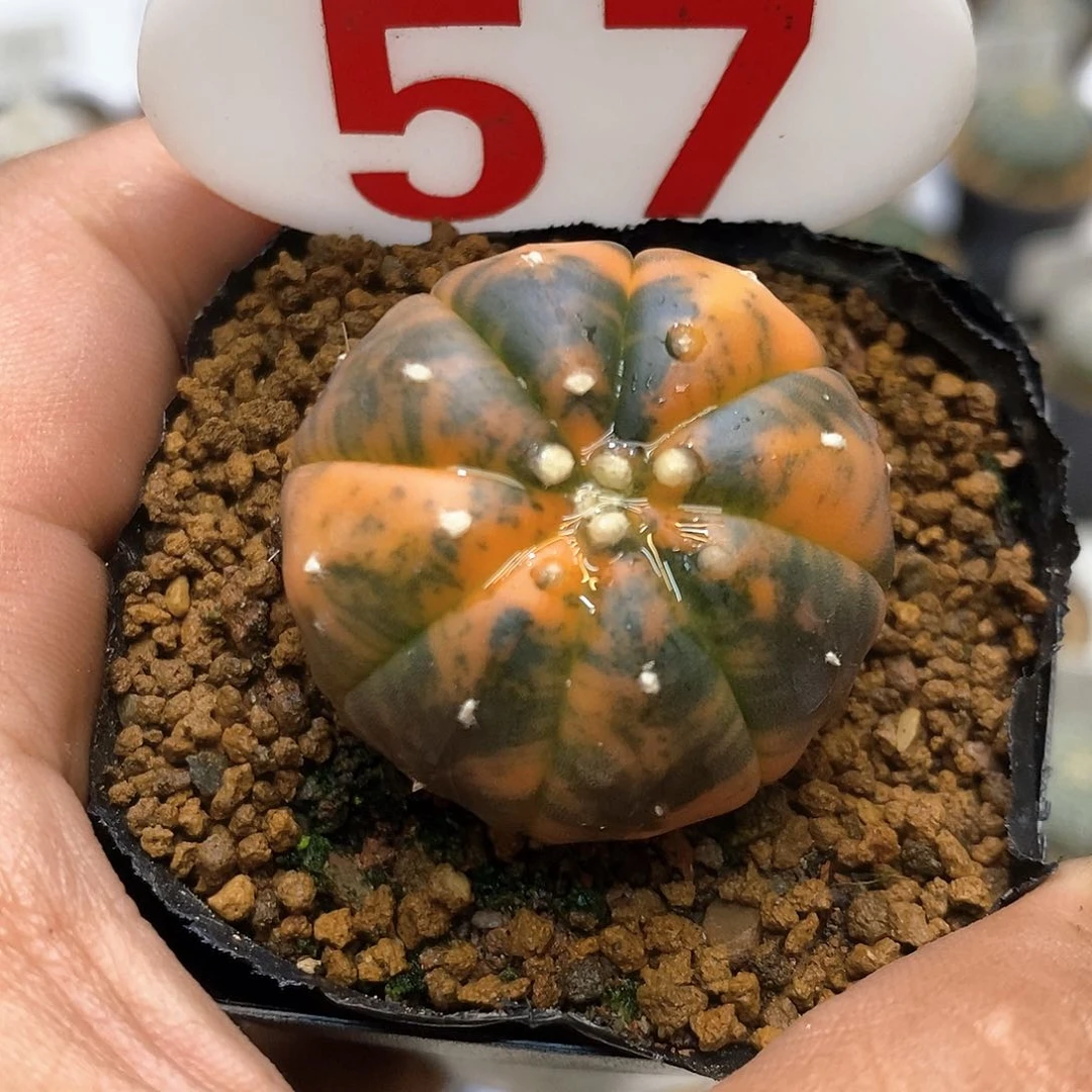 57兜锦橙色锦福利l