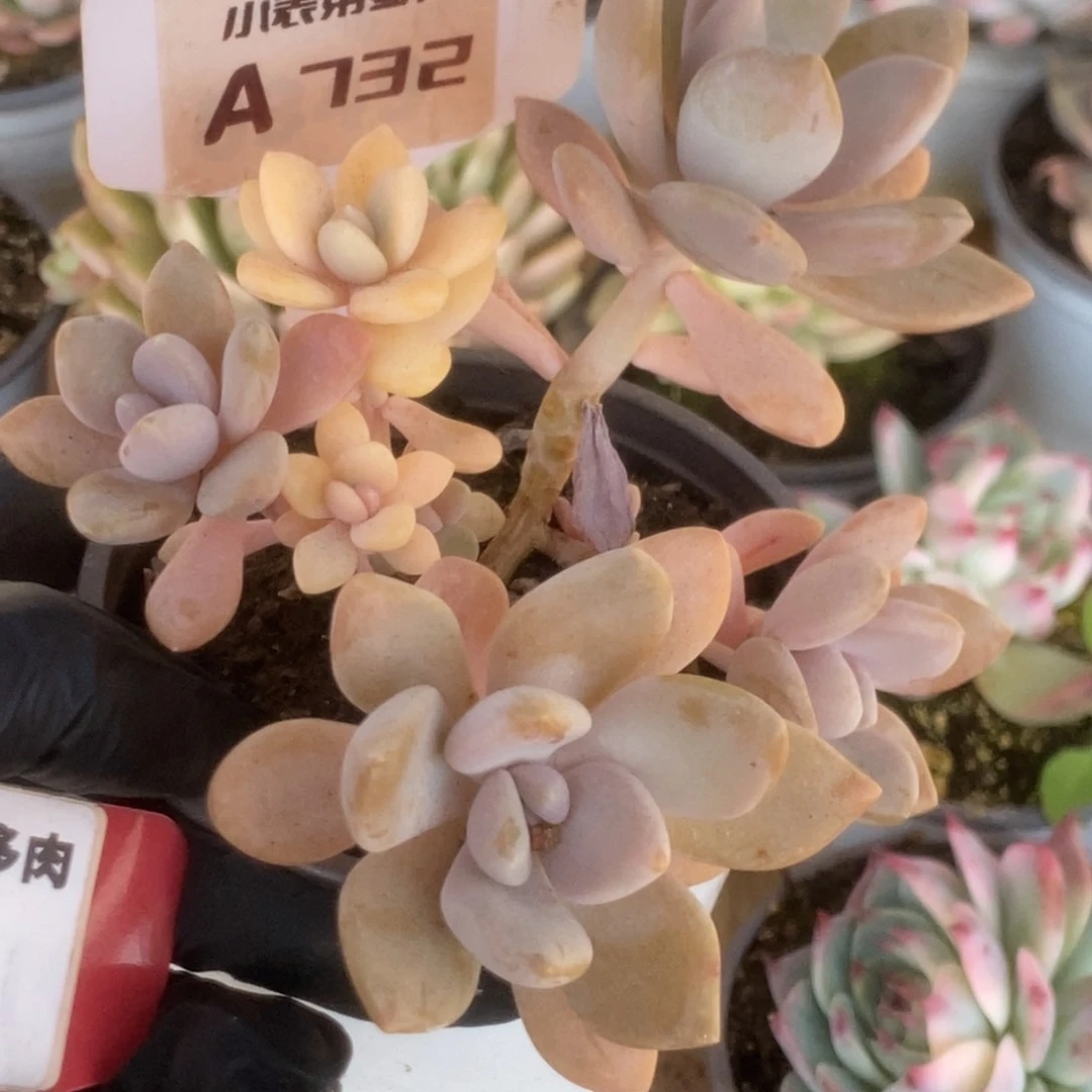 732冷香锦锦锦锦锦锦