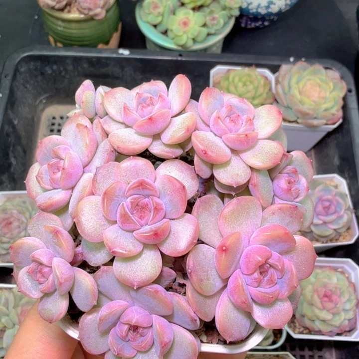 软****红色恋人散特特特