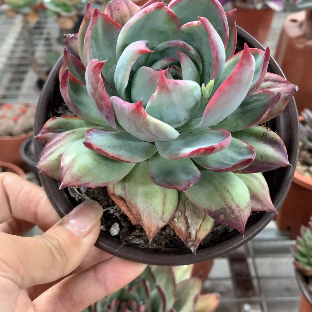 雨****3惊鸿仙子多肉植物