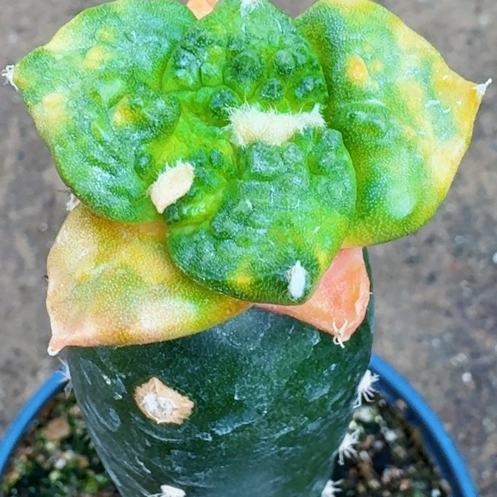 开***心无花朵福利苗接牡丹锦696