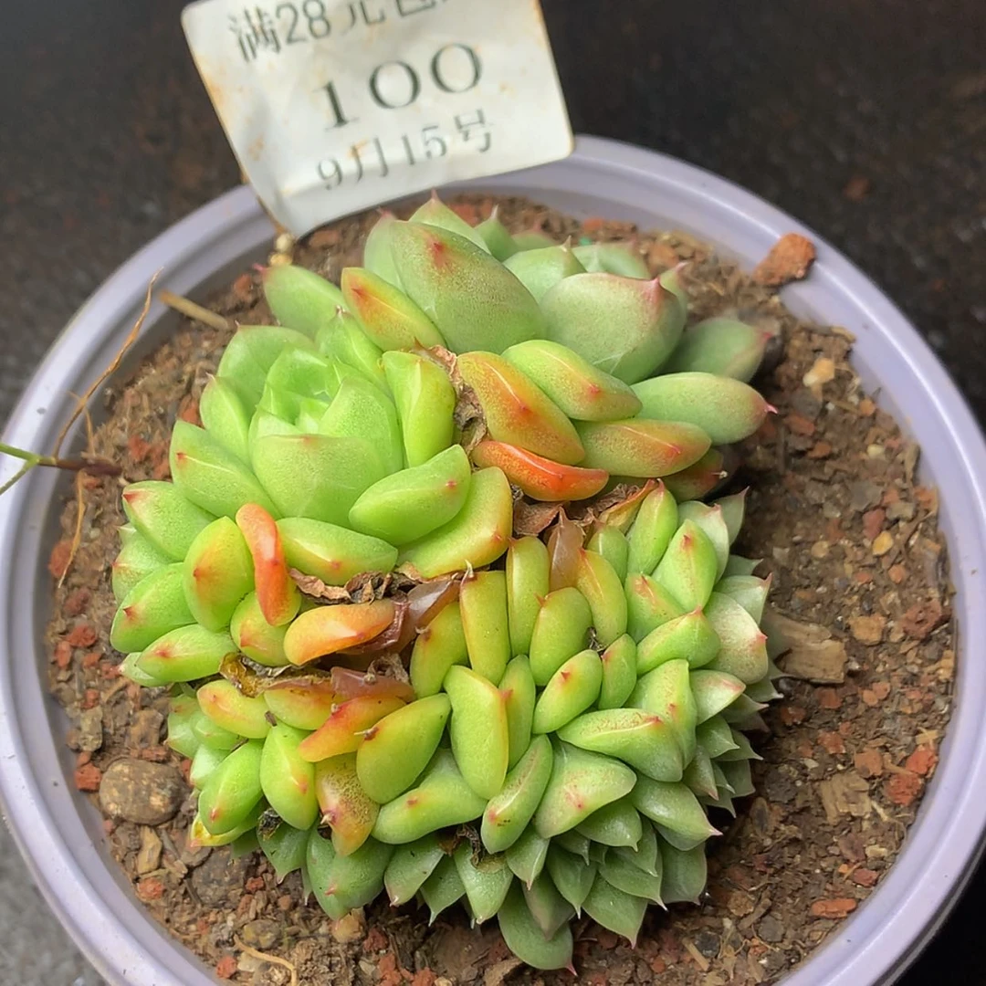 【闪购商品】云100号