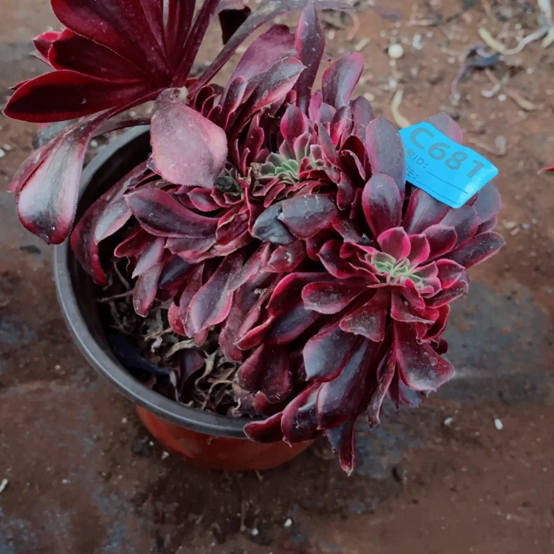 多肉植物681美杜莎