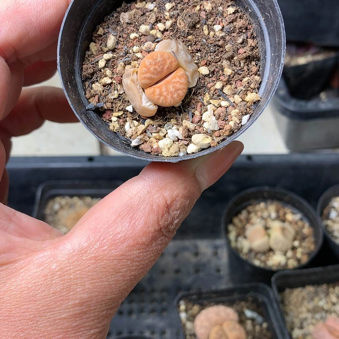 G153多肉植物保护研究所