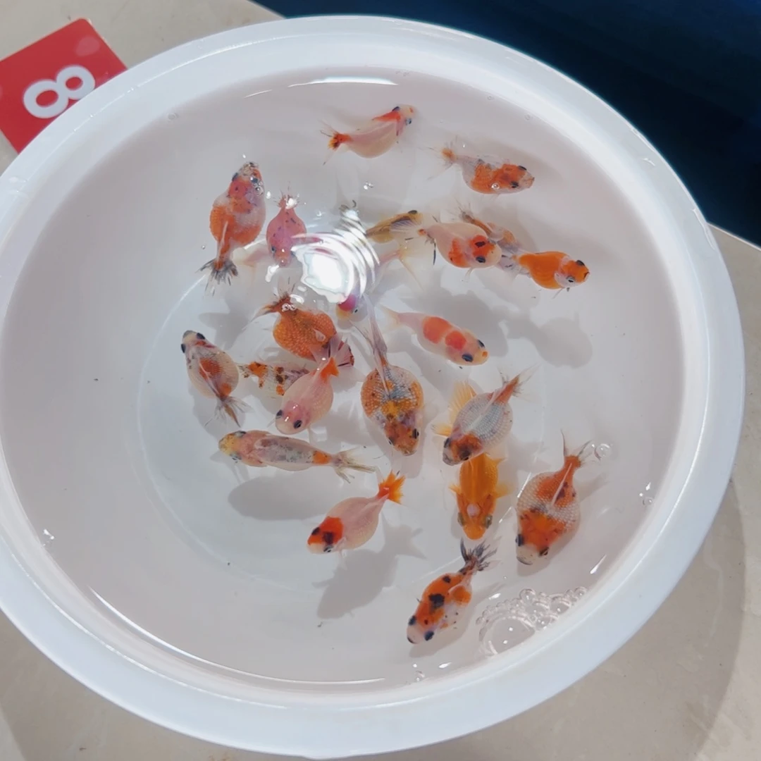 金鱼珍珠11111 111