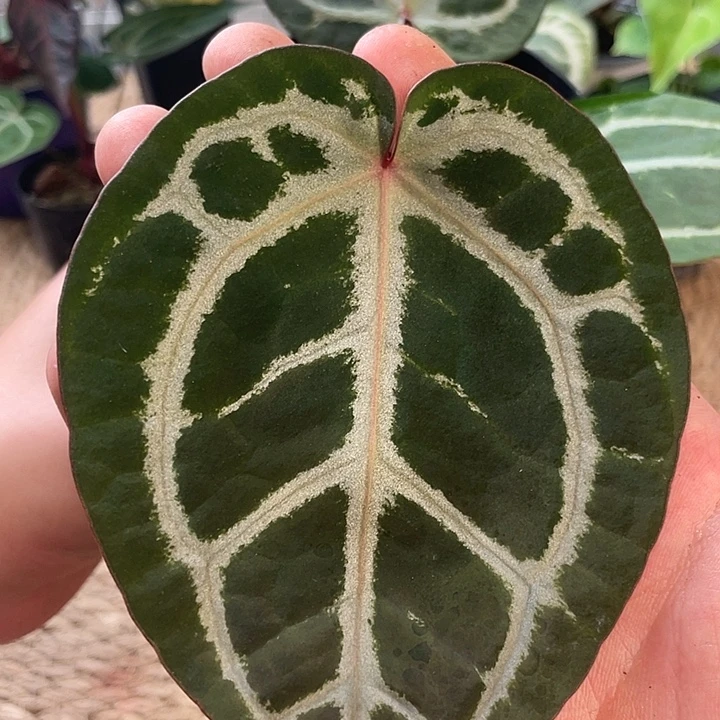 完全开放粉柠檬红水晶杂红