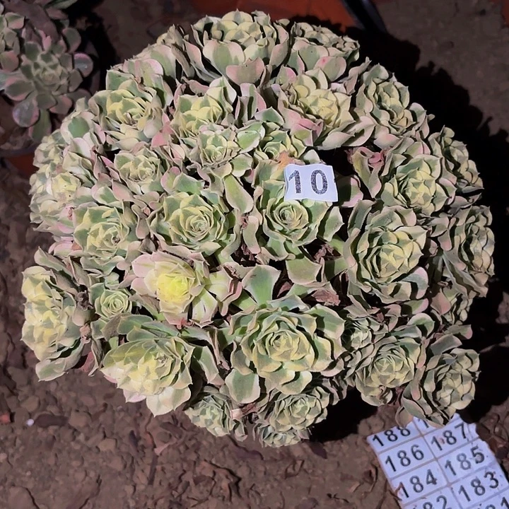 101白凤多肉植物不售后