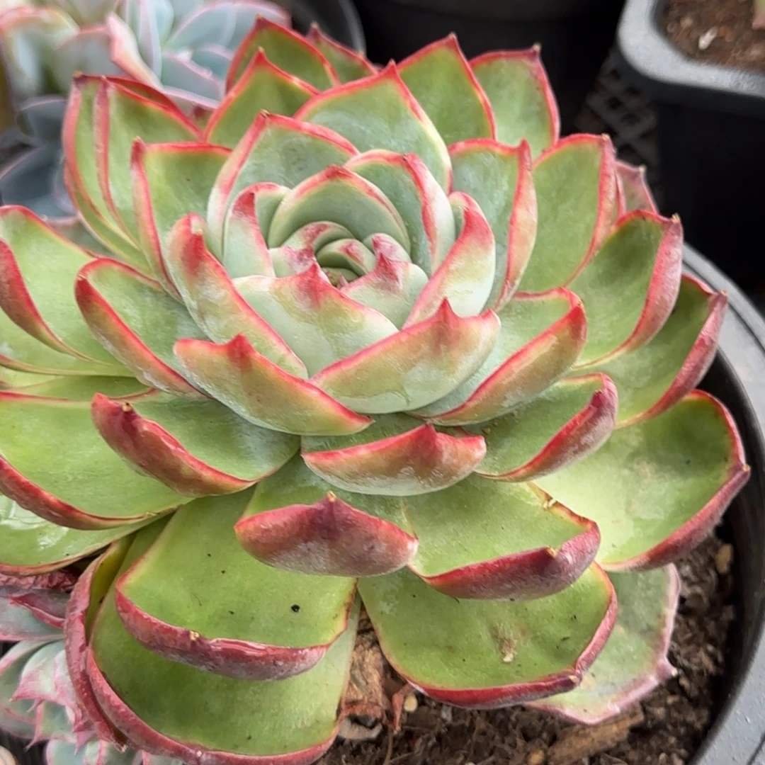 惊鸿一物一拍包装收缩花旱