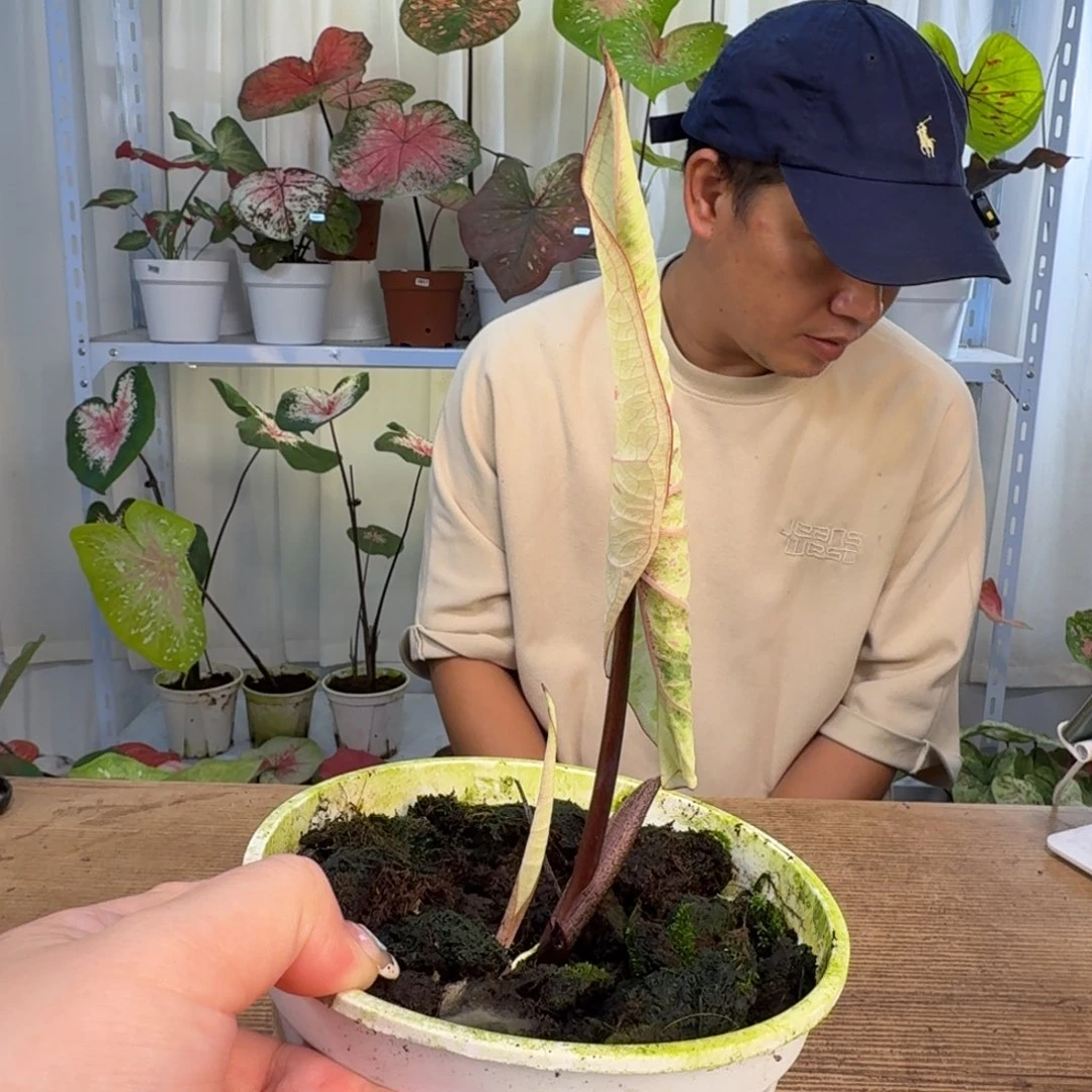无花朵丹霞   1139