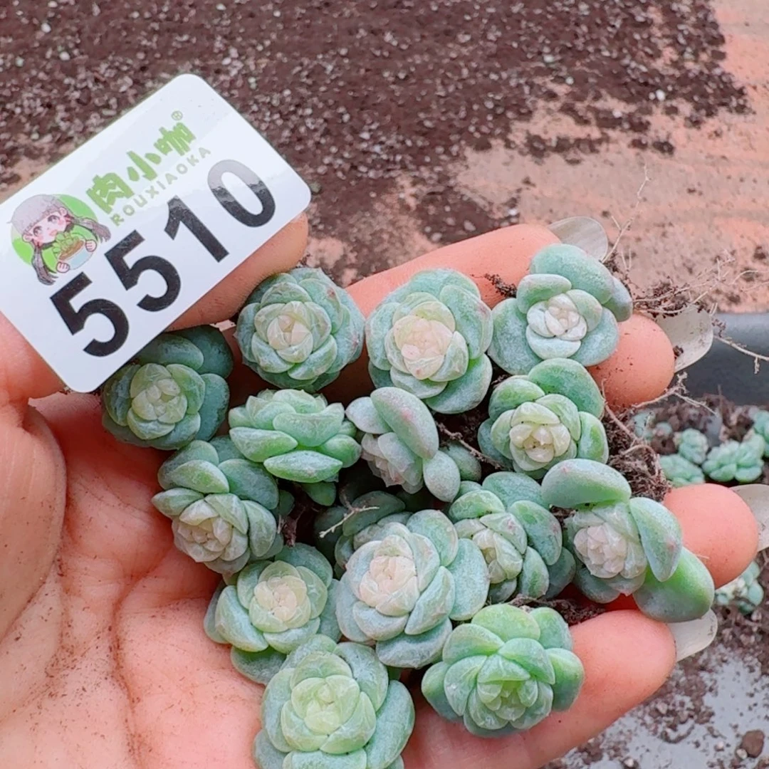 唐***糖多肉植物多肉植物