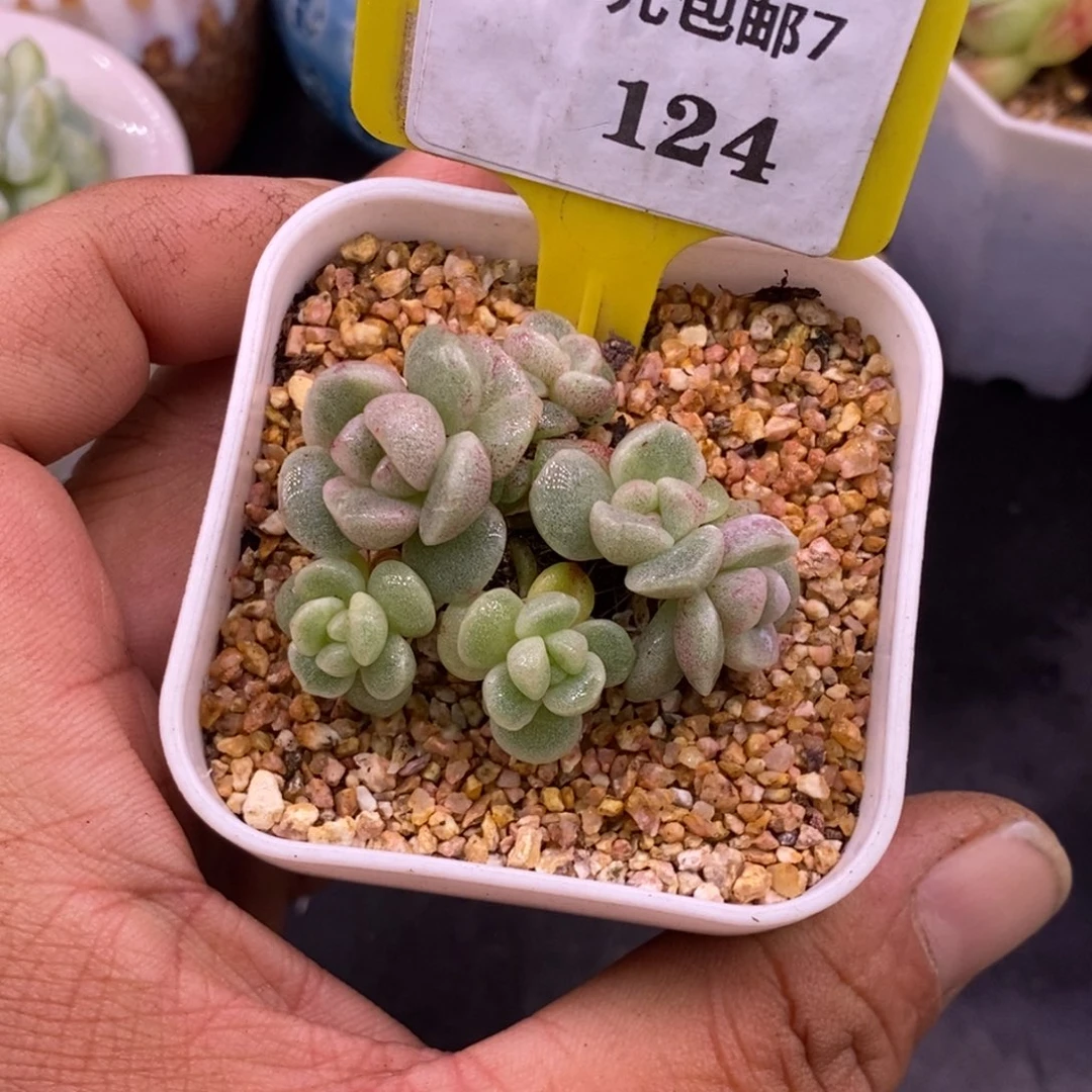 L***e7124冰玉石化6头福利……