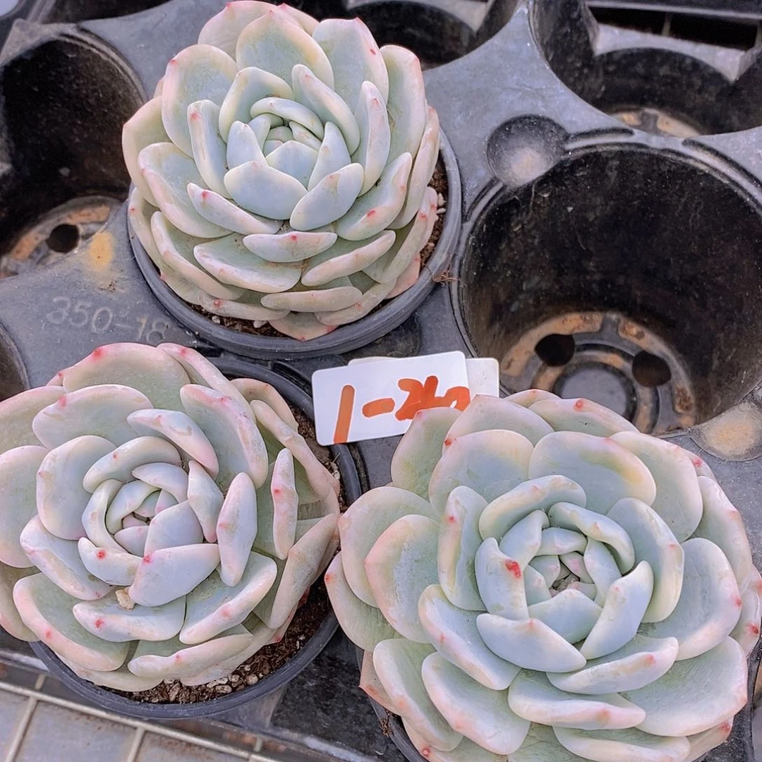 1-40 梦露锦单头一颗尽量带盆土量拍