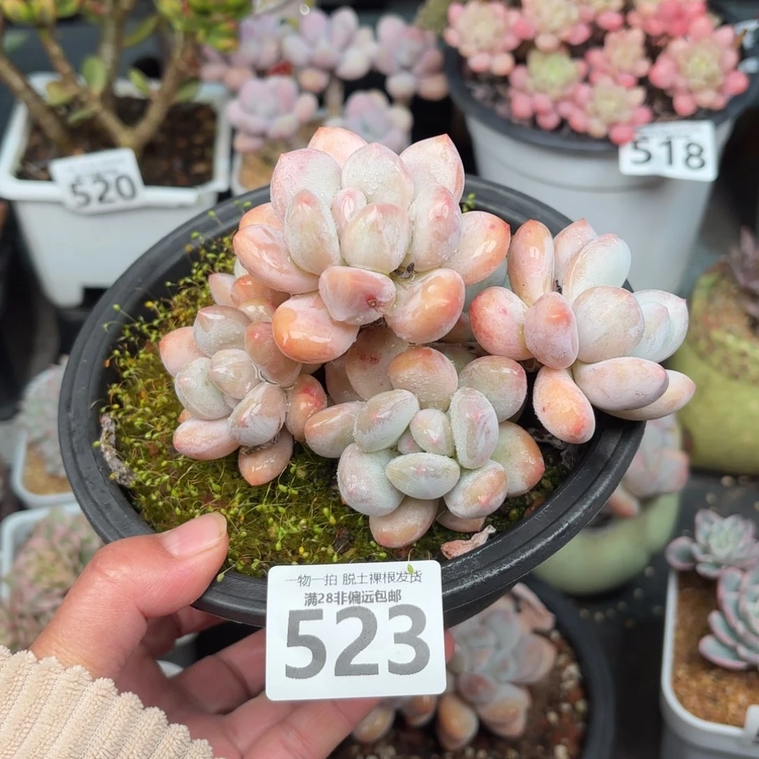 香水老桩无盆土发货