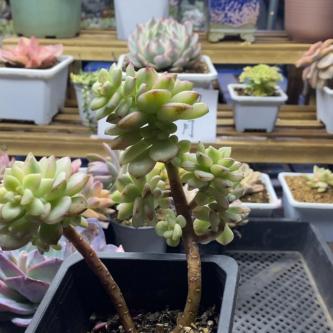 27119 老桩探戈锦