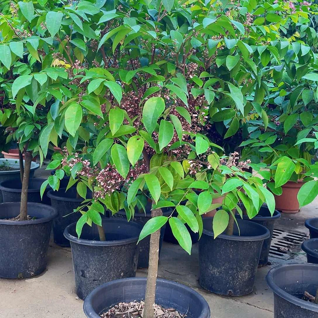 完全开放萧*11111111111