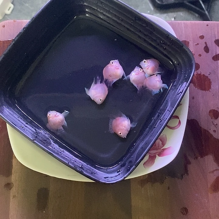 鹦鹉鱼胭脂粉鱼苗6条送1