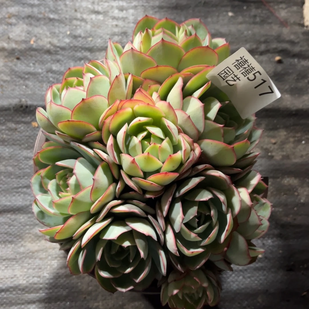 517牡丹亭多肉植物