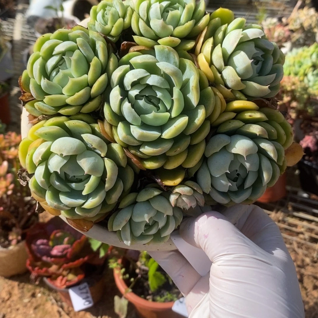 一***叶3711不知名一物一拍