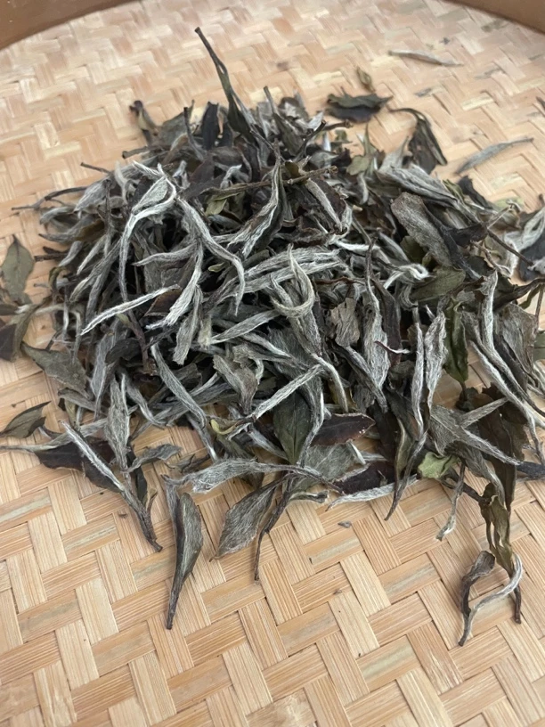 2019年/荒野牡丹（散茶)