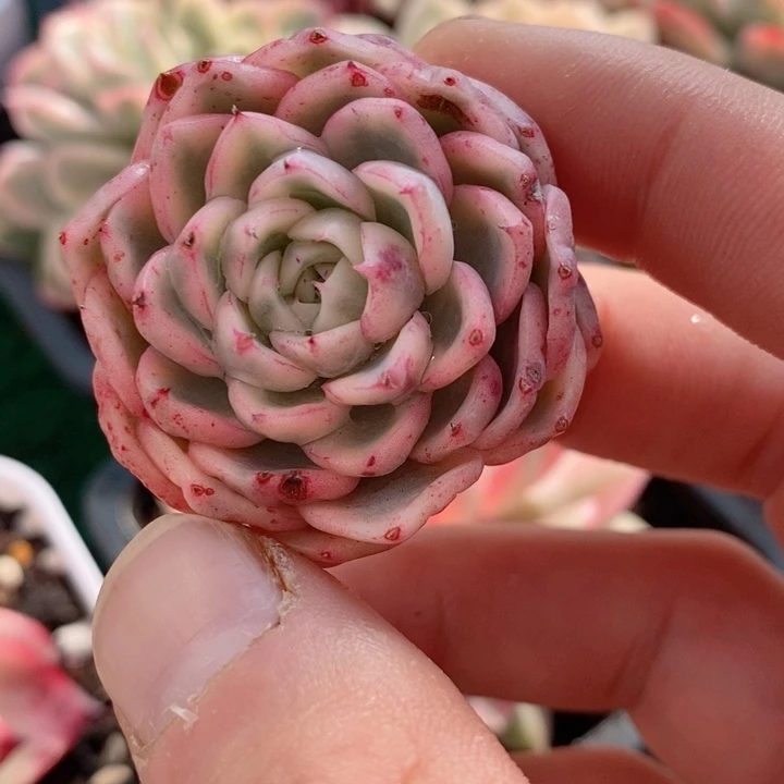 花螺锦多肉锦景天