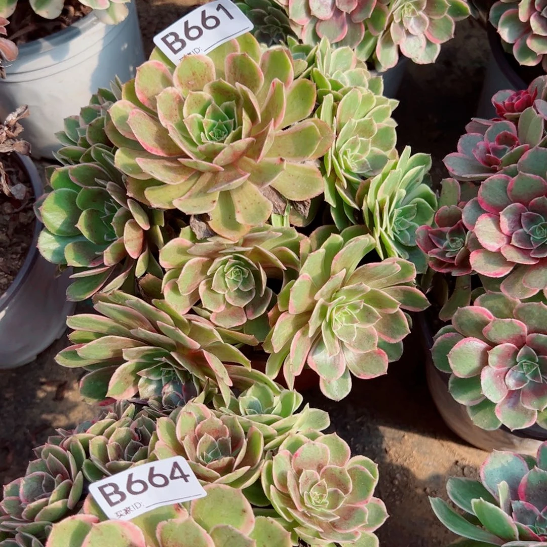 星***2661粉花妖多肉植物法师
