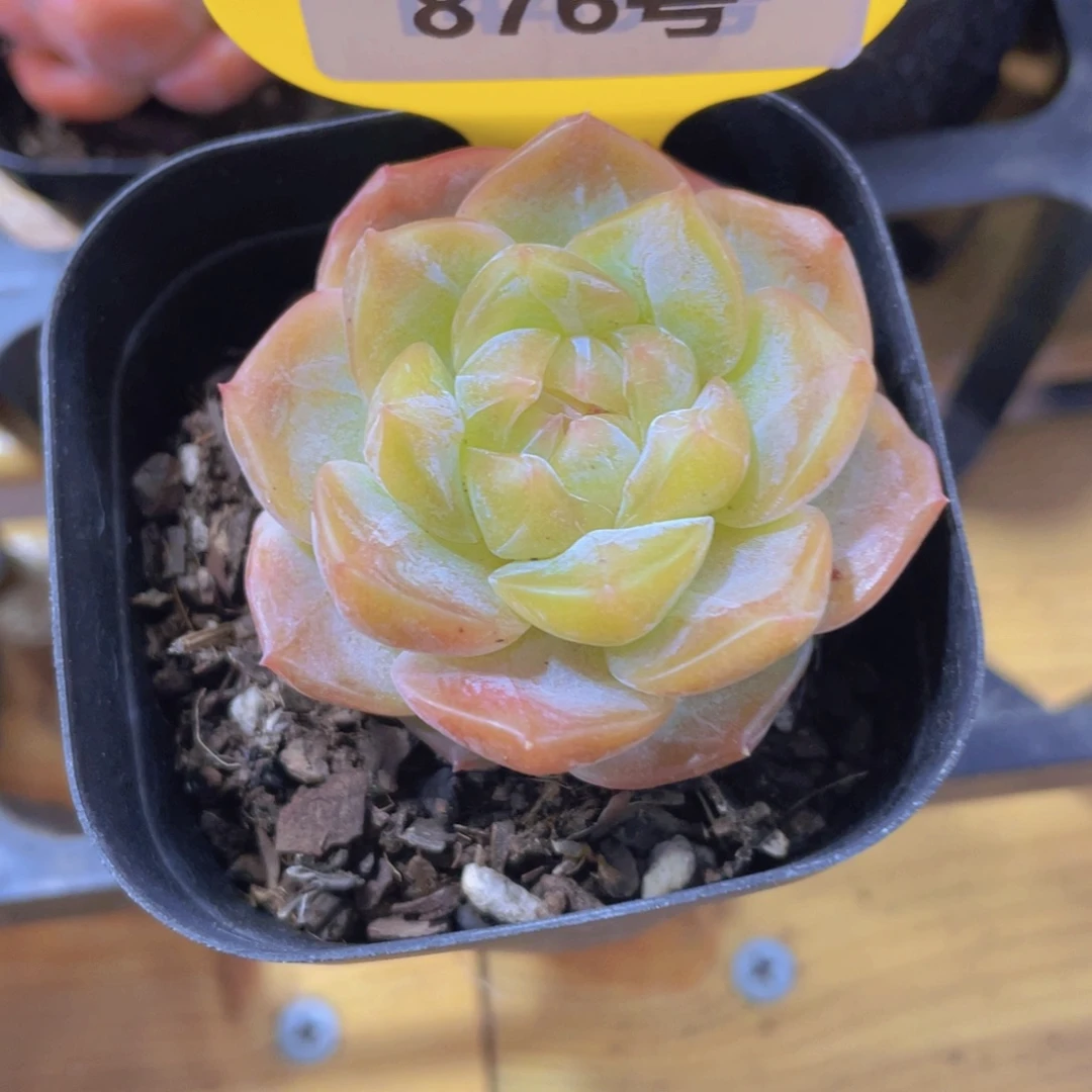 876号 梨落珍妮单头一个
