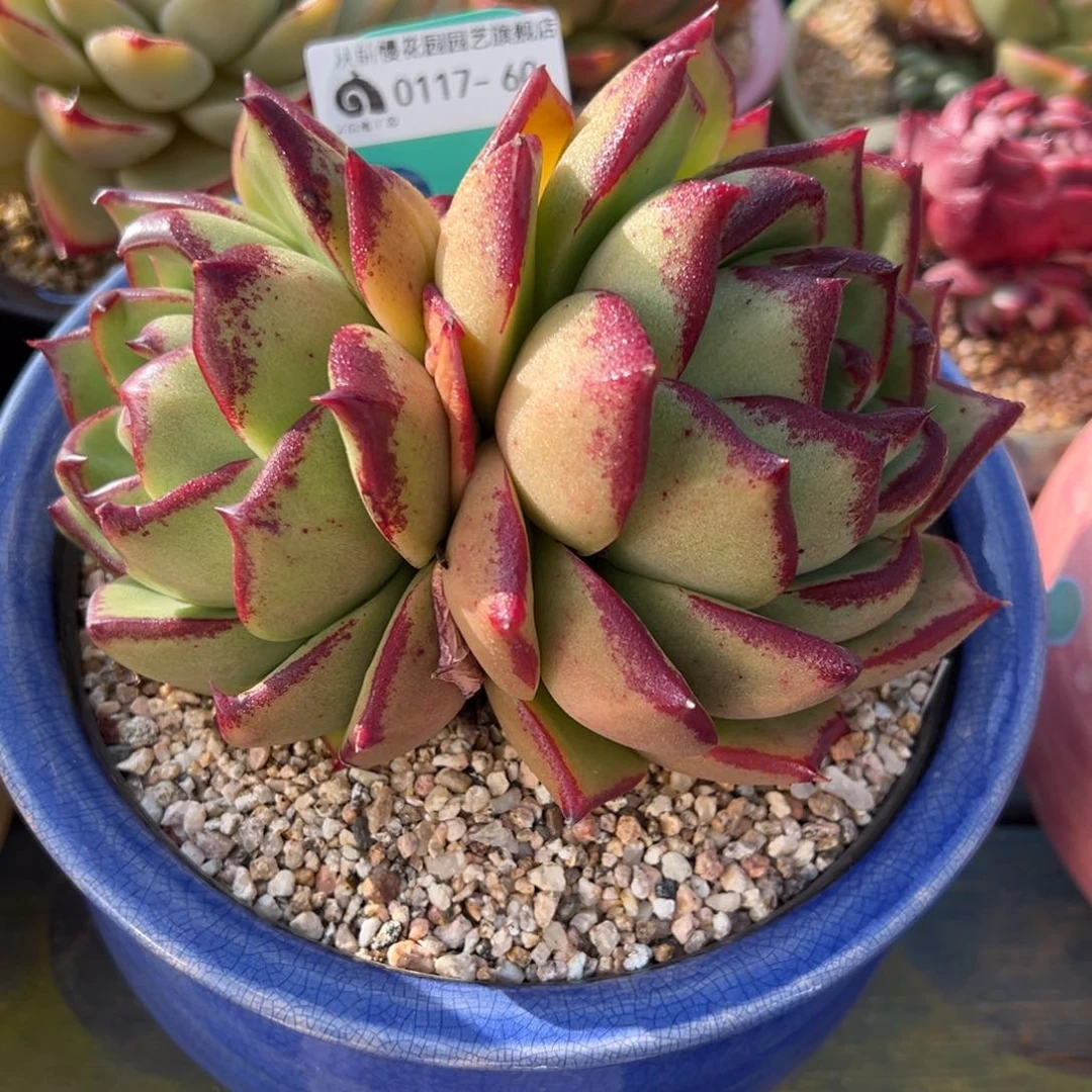 从前慢多肉精选编号0117.60