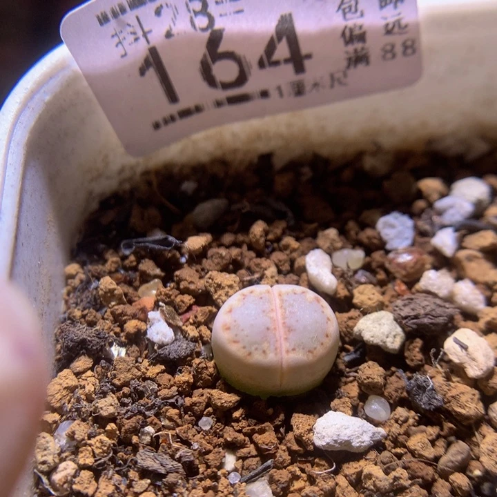 精品生石花28.164