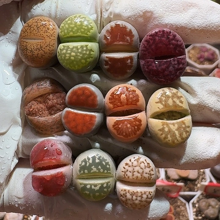 生石花233:：：。  220