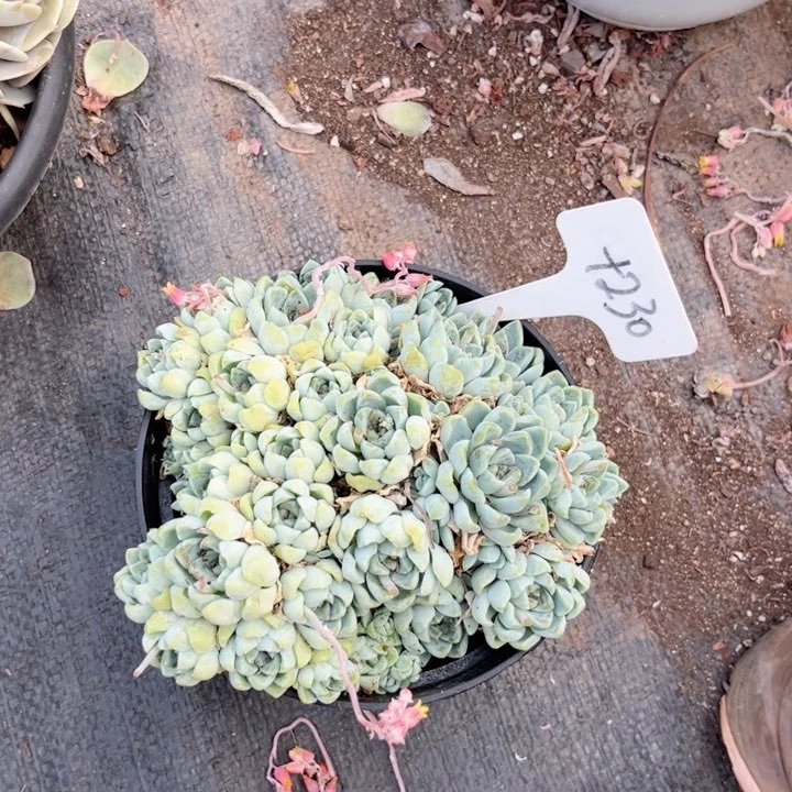 晨语多肉一物一拍+230