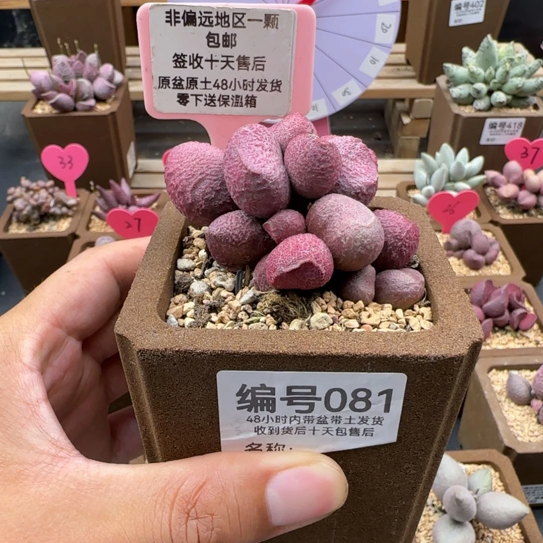 很*味081红烧肉多肉植物