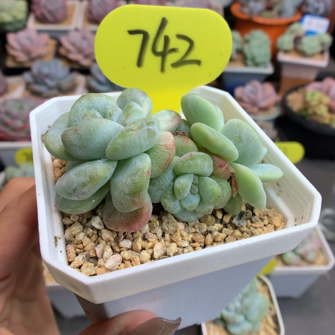 742三头冰玉石化多肉植物
