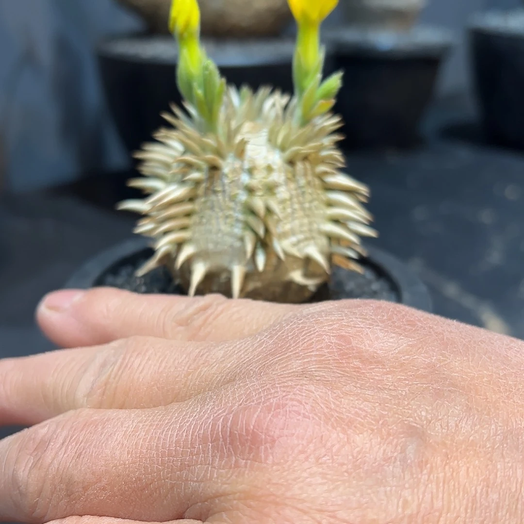 林*小双排刺大黑888888