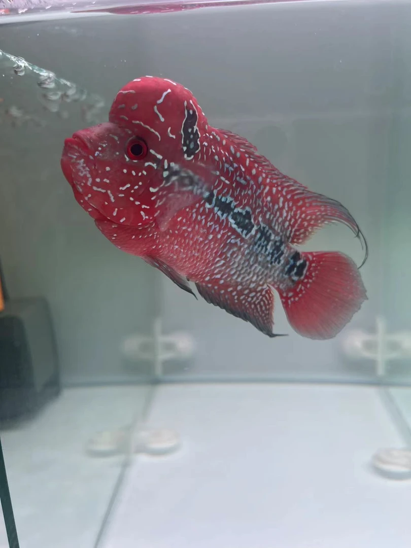 直播间罗汉鱼专拍11号