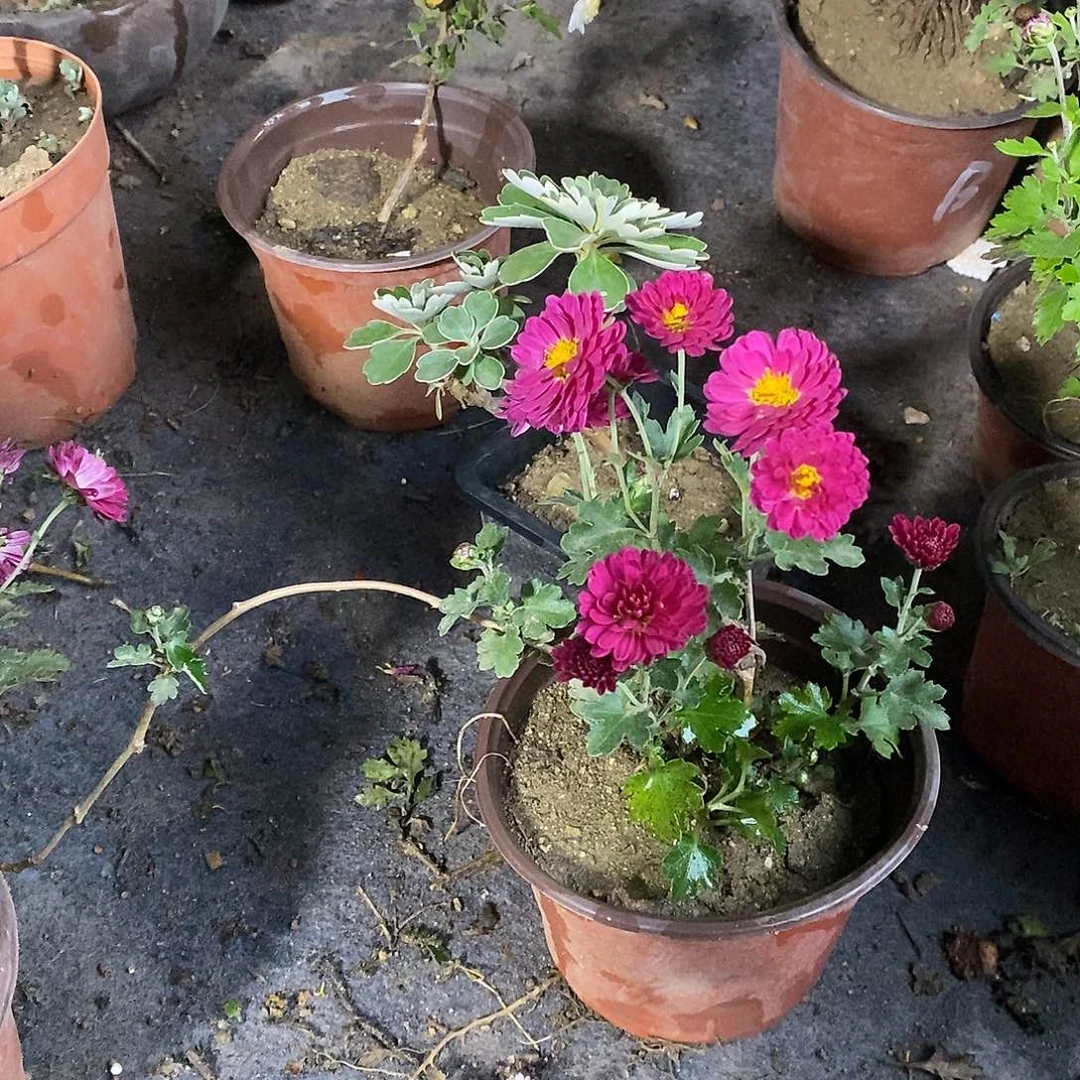 晩***4完全开放盆景菊花开