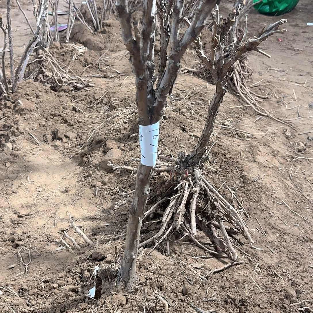 无花朵1111111111111111111111