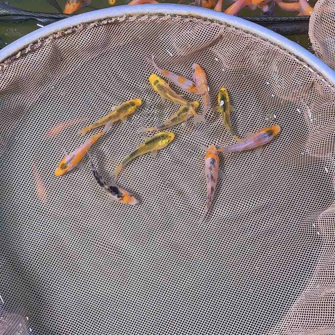 锦鲤油**子锦鲤的故事是